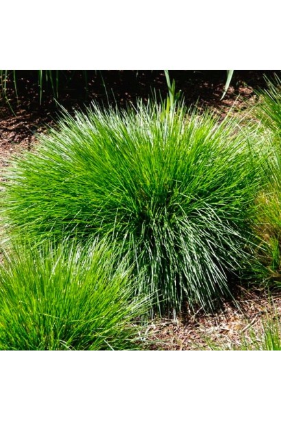 Deschampsia Palava на ділянці